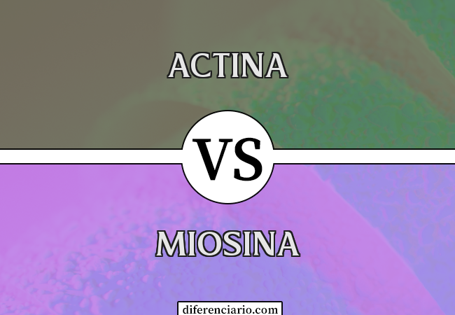 Diferença entre actina e miosina