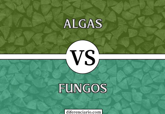 Diferença entre algas e fungos