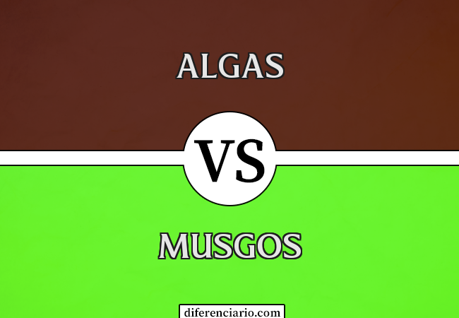 Diferença entre algas e musgos