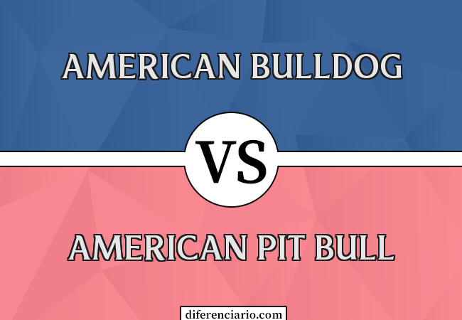 Diferença entre American Bulldog e American Pit Bull