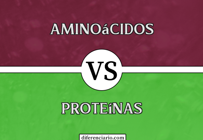 Diferença entre aminoácidos e proteínas