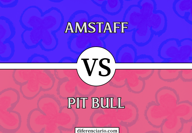 Diferença entre Amstaff e Pit Bull