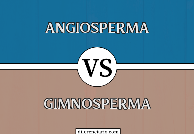 Diferença entre angiosperma e gimnosperma