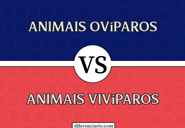 Diferença entre animais ovíparos e animais vivíparos