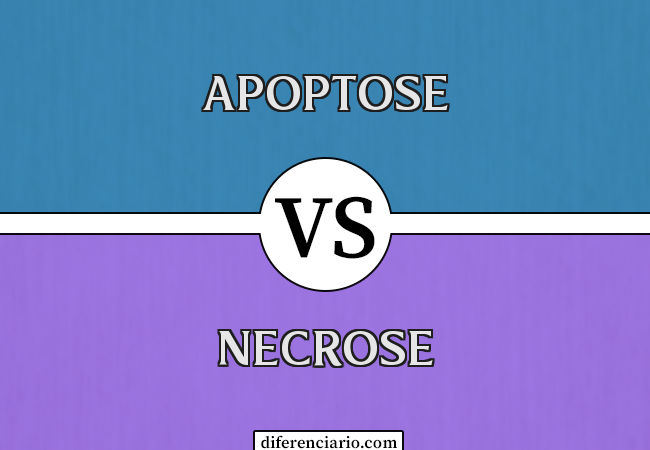 Diferença entre Apoptose e Necrose