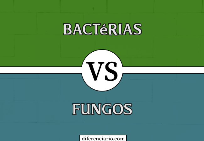 Diferença entre bactérias e fungos