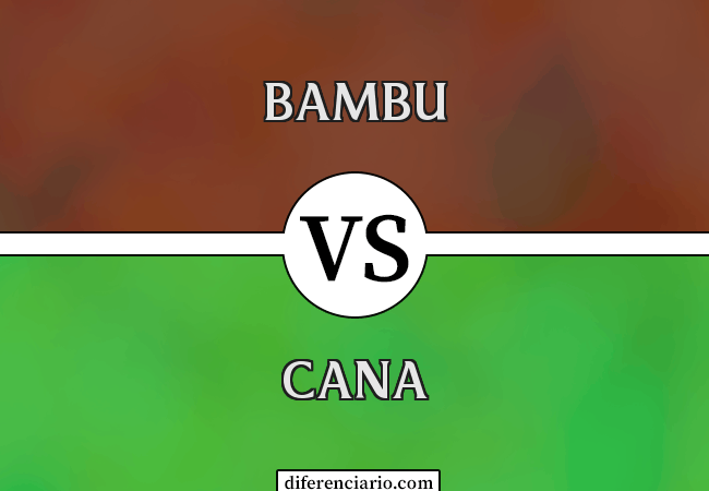 Diferença entre bambu e cana