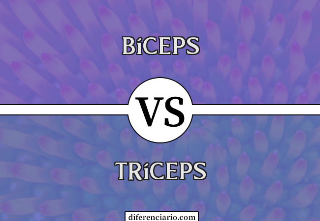 Diferença entre bíceps e tríceps