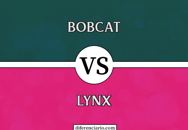 Diferença entre Bobcat e Lynx