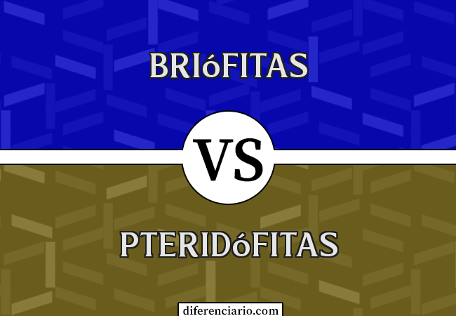 Diferença entre Briófitas e Pteridófitas
