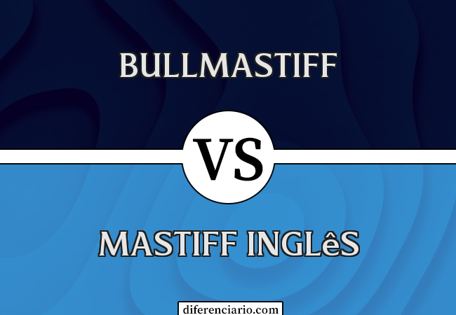 Diferença entre Bullmastiff e Mastiff Inglês