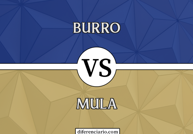 Diferença entre burro e mula