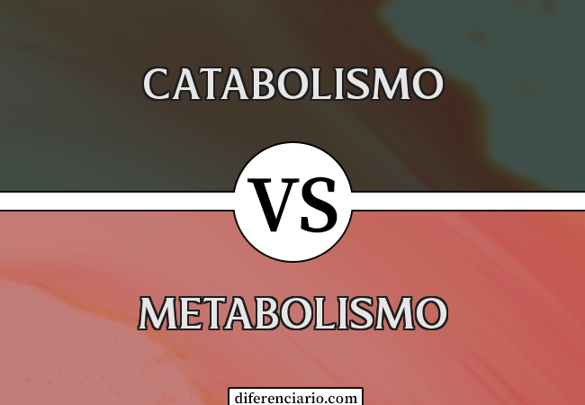 Diferença entre catabolismo e metabolismo