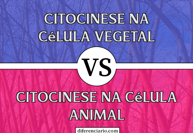 Diferença entre a citocinese na célula vegetal e a citocinese na célula animal