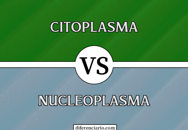 Diferença entre citoplasma e nucleoplasma