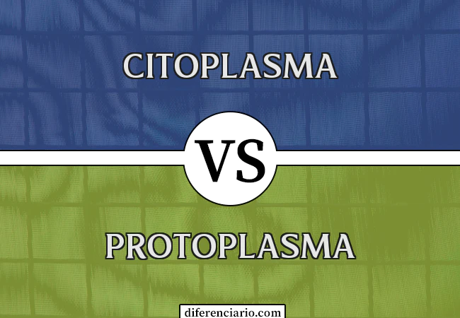 Diferença entre citoplasma e protoplasma