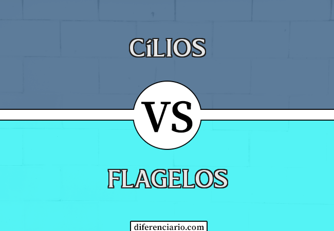 Diferença entre cílios e flagelos