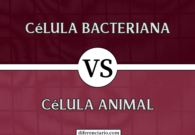 Diferença entre célula bacteriana e célula animal