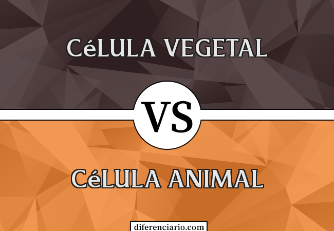 Diferença entre célula vegetal e célula animal