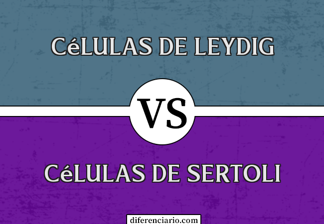 Diferença entre células de Leydig e células de Sertoli