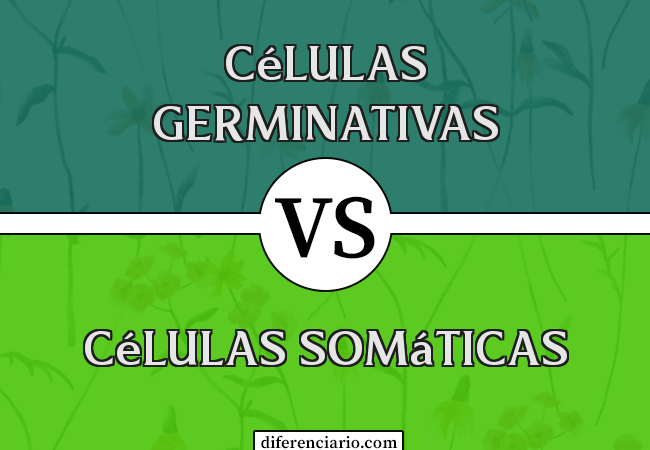 Diferença entre células germinativas e células somáticas