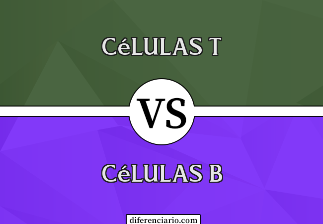 Diferença entre células T e células B