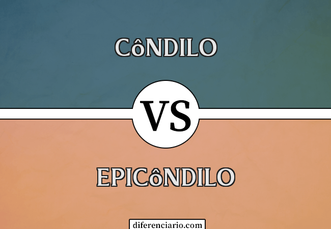 Diferença entre côndilo e epicôndilo