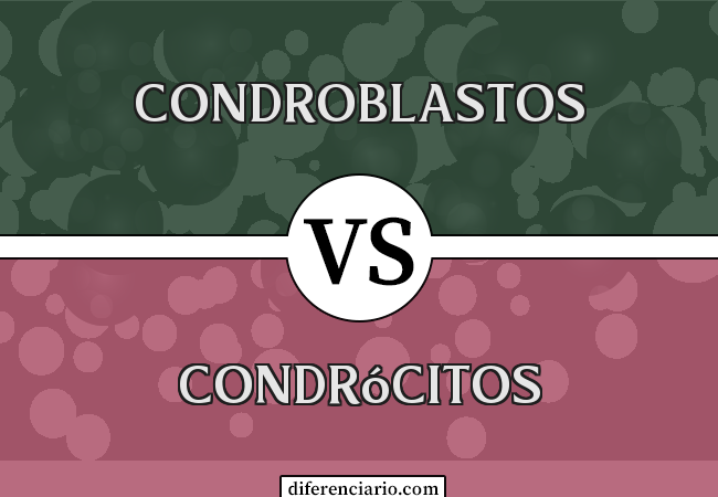 Diferença entre condroblastos e condrócitos