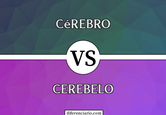 Diferença entre cérebro e cerebelo