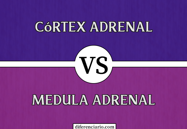 Diferença entre córtex adrenal e medula adrenal