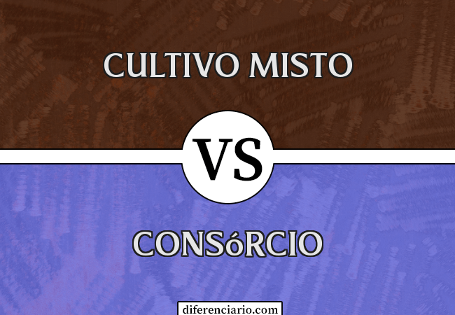 Diferença entre cultivo misto e consórcio