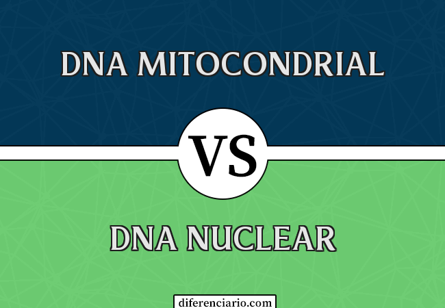 Diferença entre DNA mitocondrial e DNA nuclear