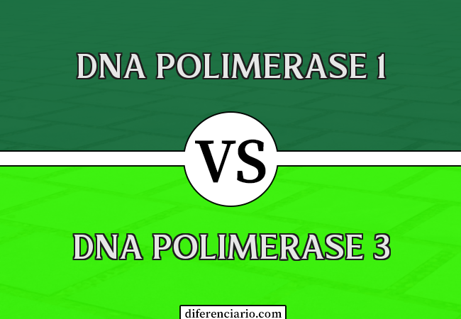 Diferença entre DNA Polimerase 1 e DNA Polimerase 3