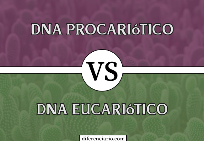 Diferença entre DNA procariótico e DNA eucariótico
