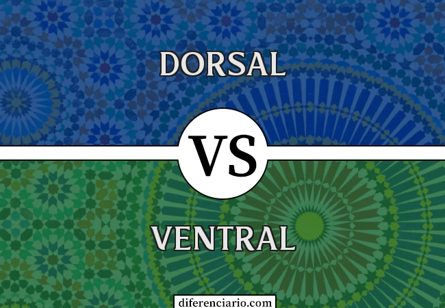 Diferença entre Dorsal e Ventral