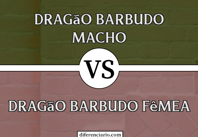 Diferença entre dragão barbudo macho e dragão barbudo fêmea