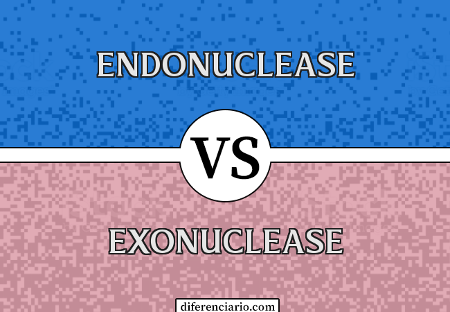 Diferença entre endonuclease e exonuclease