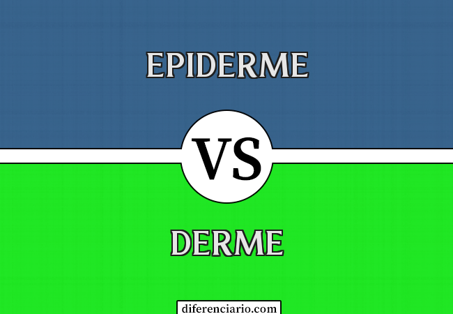 Diferença entre epiderme e derme