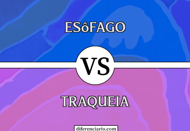 Diferença entre esôfago e traqueia