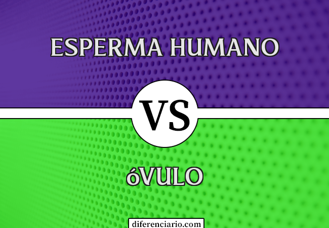 Diferença entre esperma humano e óvulo