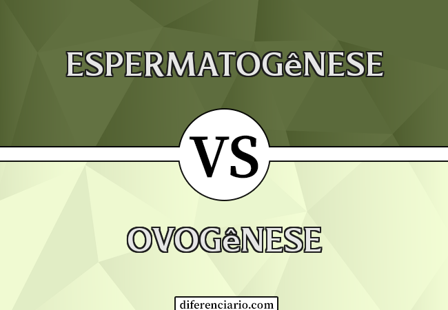 Diferença entre espermatogênese e ovogênese