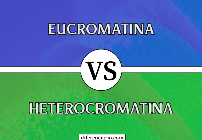 Diferença entre eucromatina e heterocromatina