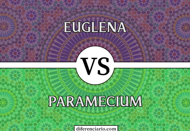 Diferença entre Euglena e Paramecium