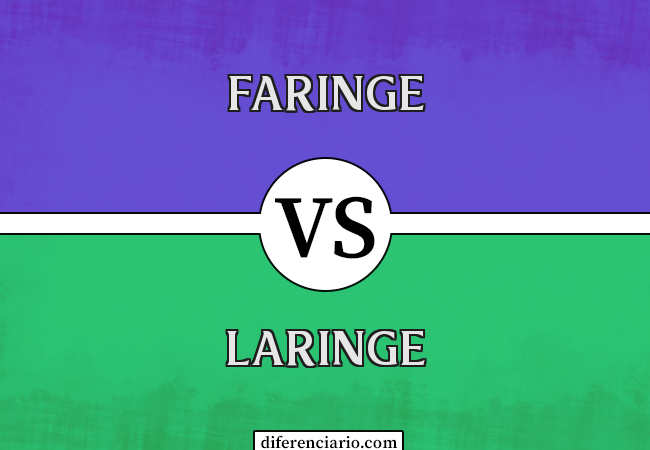 Diferença entre faringe e laringe