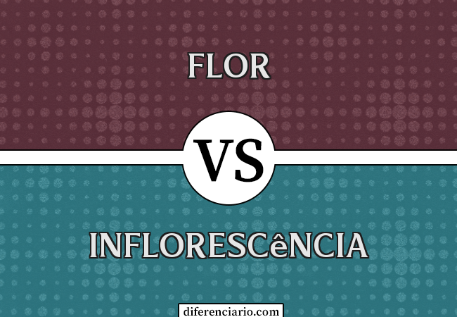 Diferença entre flor e inflorescência