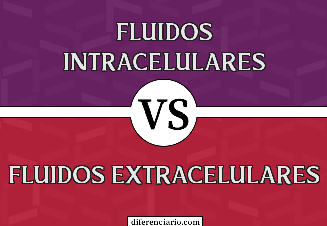 Diferença entre fluidos intracelulares e fluidos extracelulares