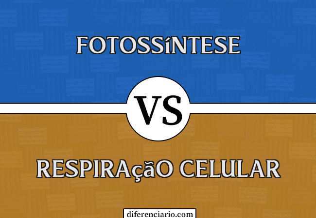 Diferença entre fotossíntese e respiração celular