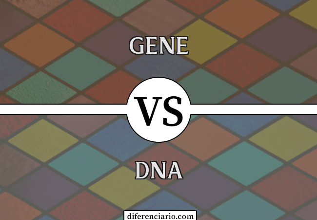 Diferença entre gene e DNA