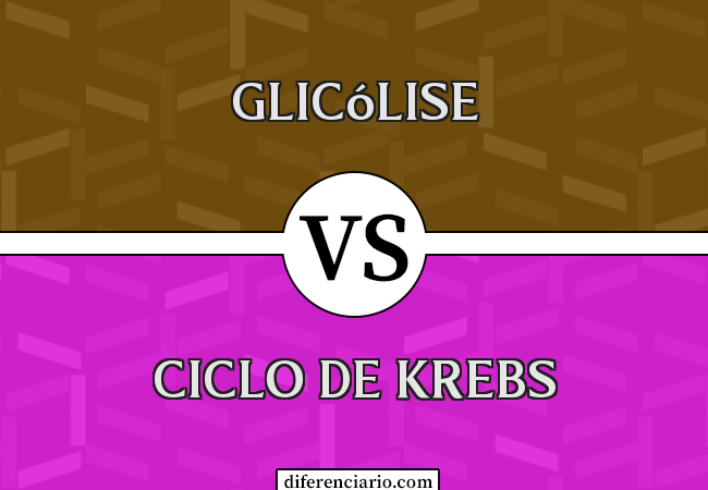 Diferença entre Glicólise e Ciclo de Krebs