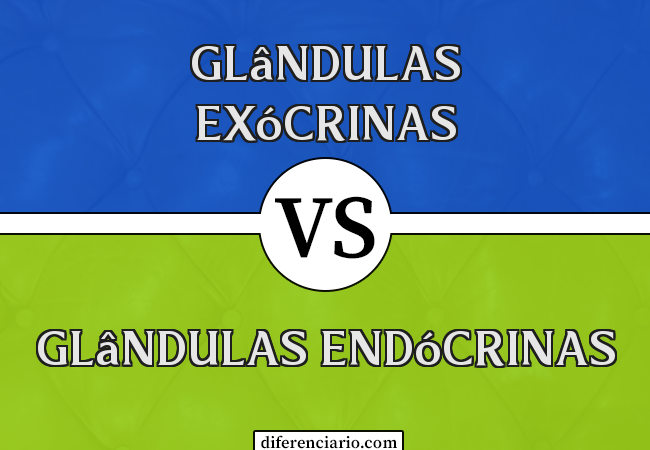 Diferença entre glândulas exócrinas e glândulas endócrinas